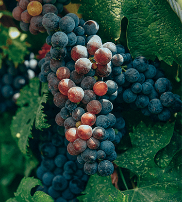 A vineyard view