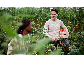 Alimentar